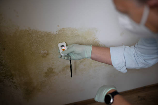 Best DIY Mold Remediation Support Services in Rio Vista, CA