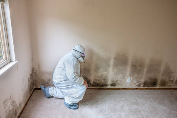 Best Localized Mold Remediation (e.g., coastal areas, humid climates) in Rio Vista, CA